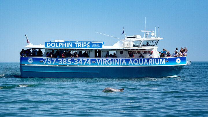 Dolphin swimming in front of the Atlantic Explorer.