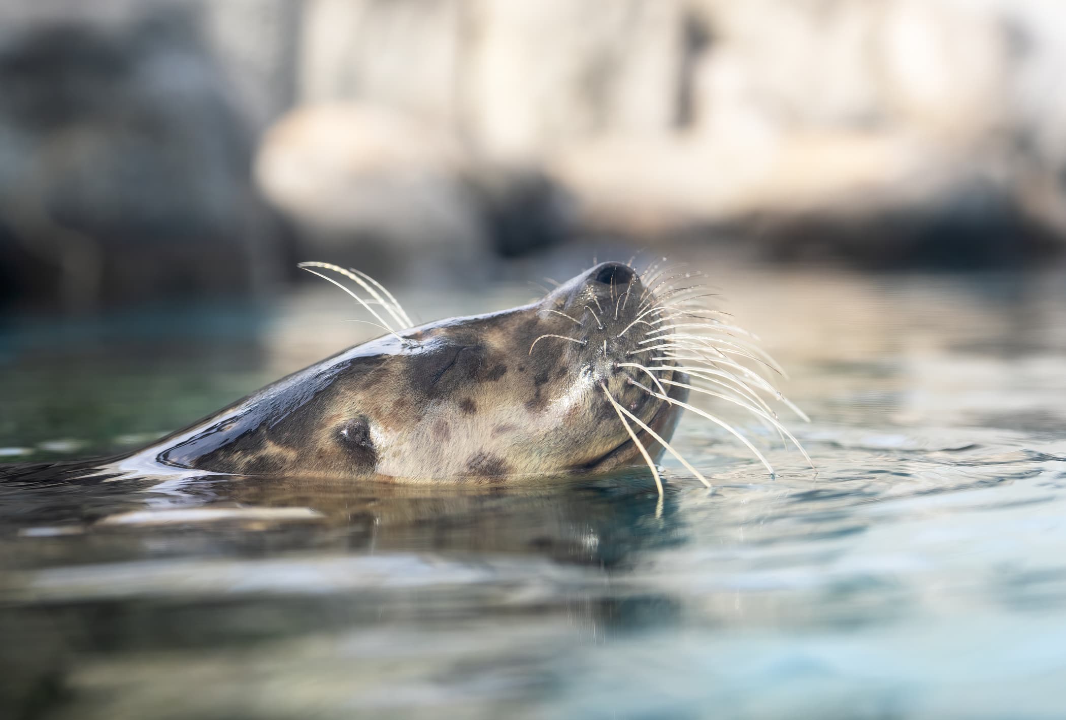 A harbor seal swims with its face above water, eyes closed peacefully