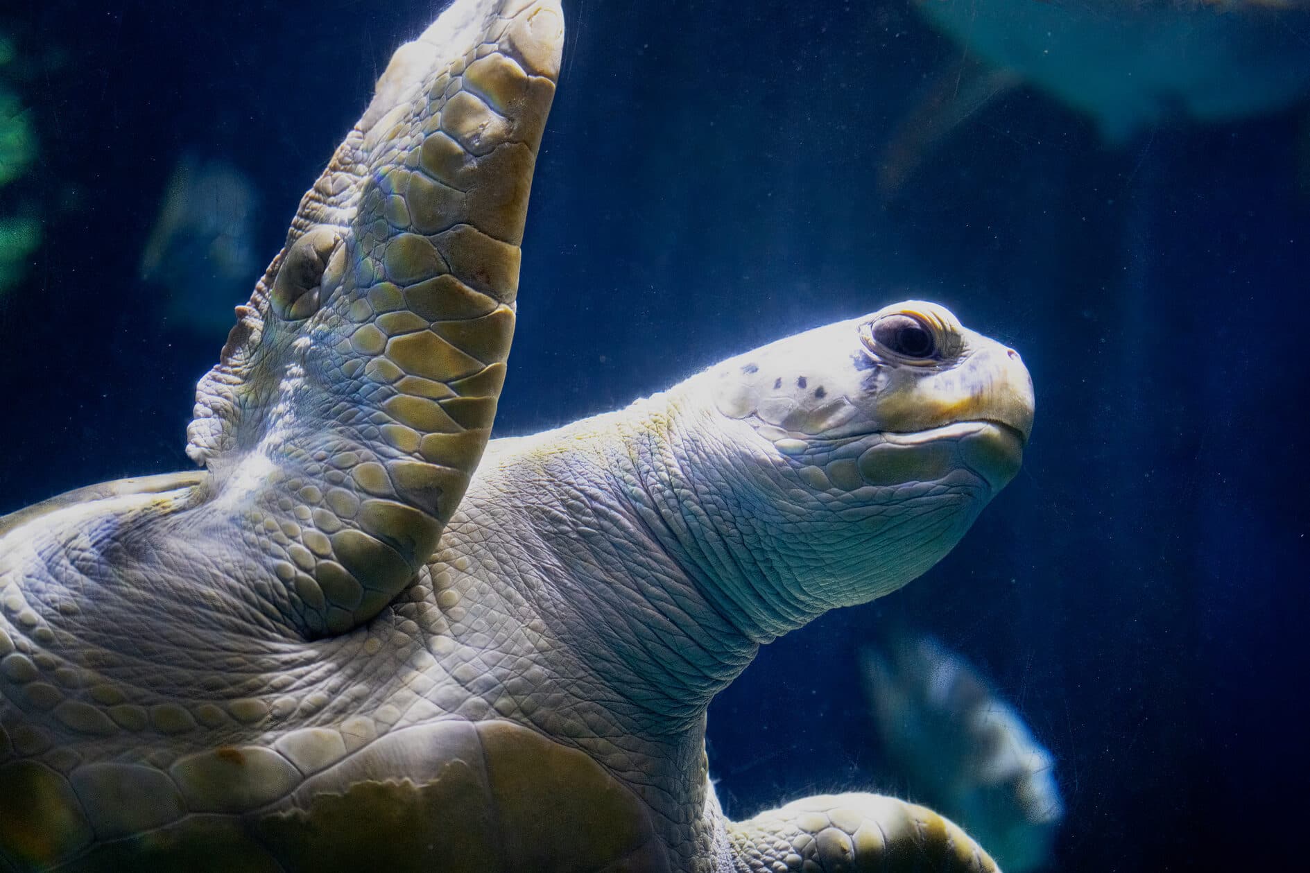A green sea turtle waves a flipper at the camera