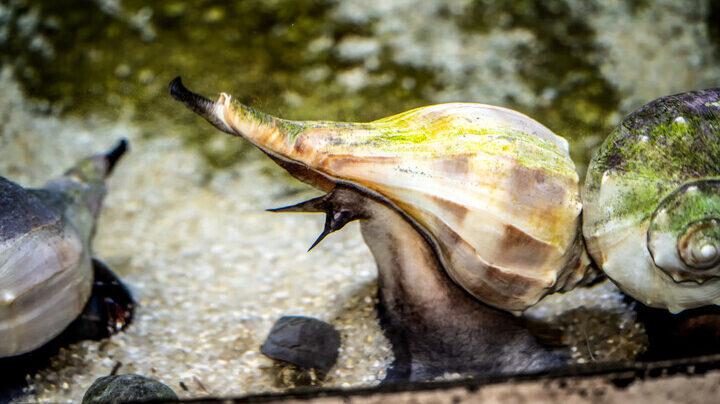 A knobbed whelk sits near the window of its exhibit.