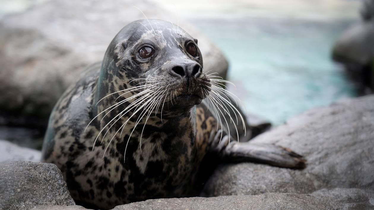 Harbor seal Hector sits on rocks