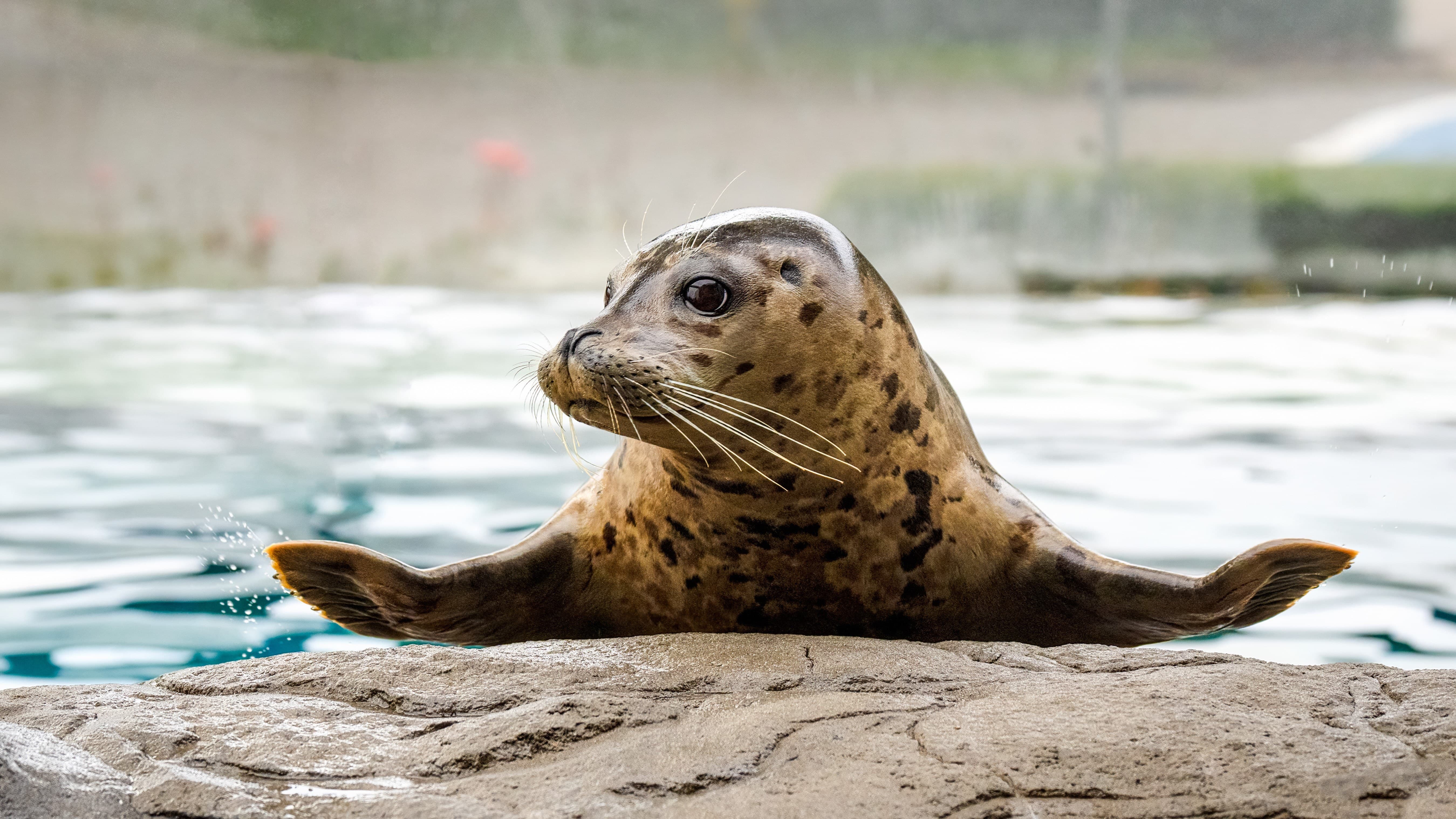 Javier the harbor seal spreads his flippers out wide while looking off to the side from his rock