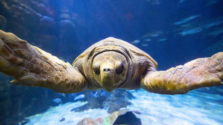 25 the male loggerhead sea turtle stretches his flippers out wide while facing the camera
