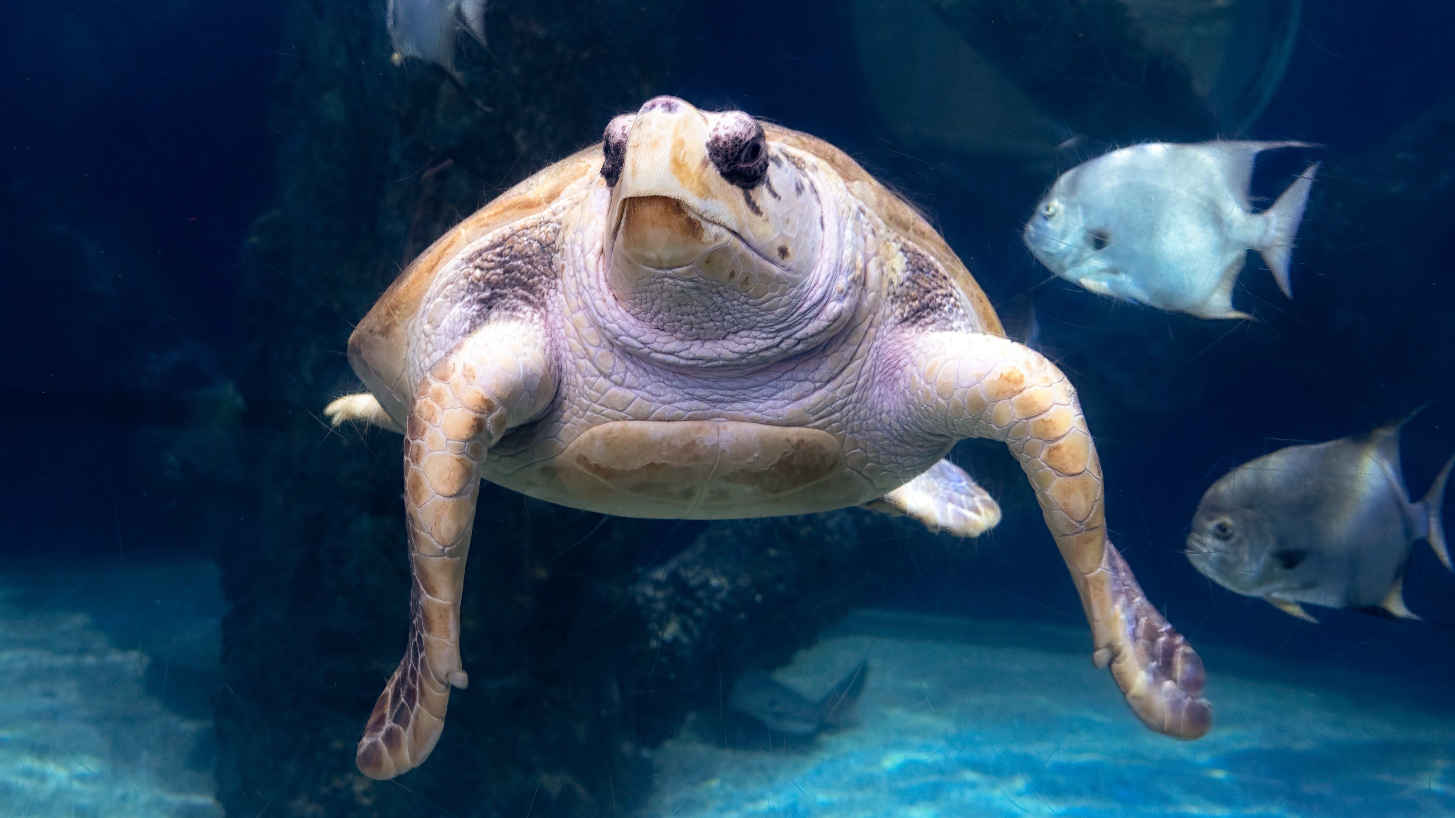 Loggerhead Sea Turtle | Virginia Aquarium & Marine Science Center