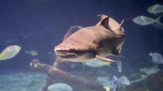 Sand tiger shark swimming in the Norfolk Canyon Aquarium.