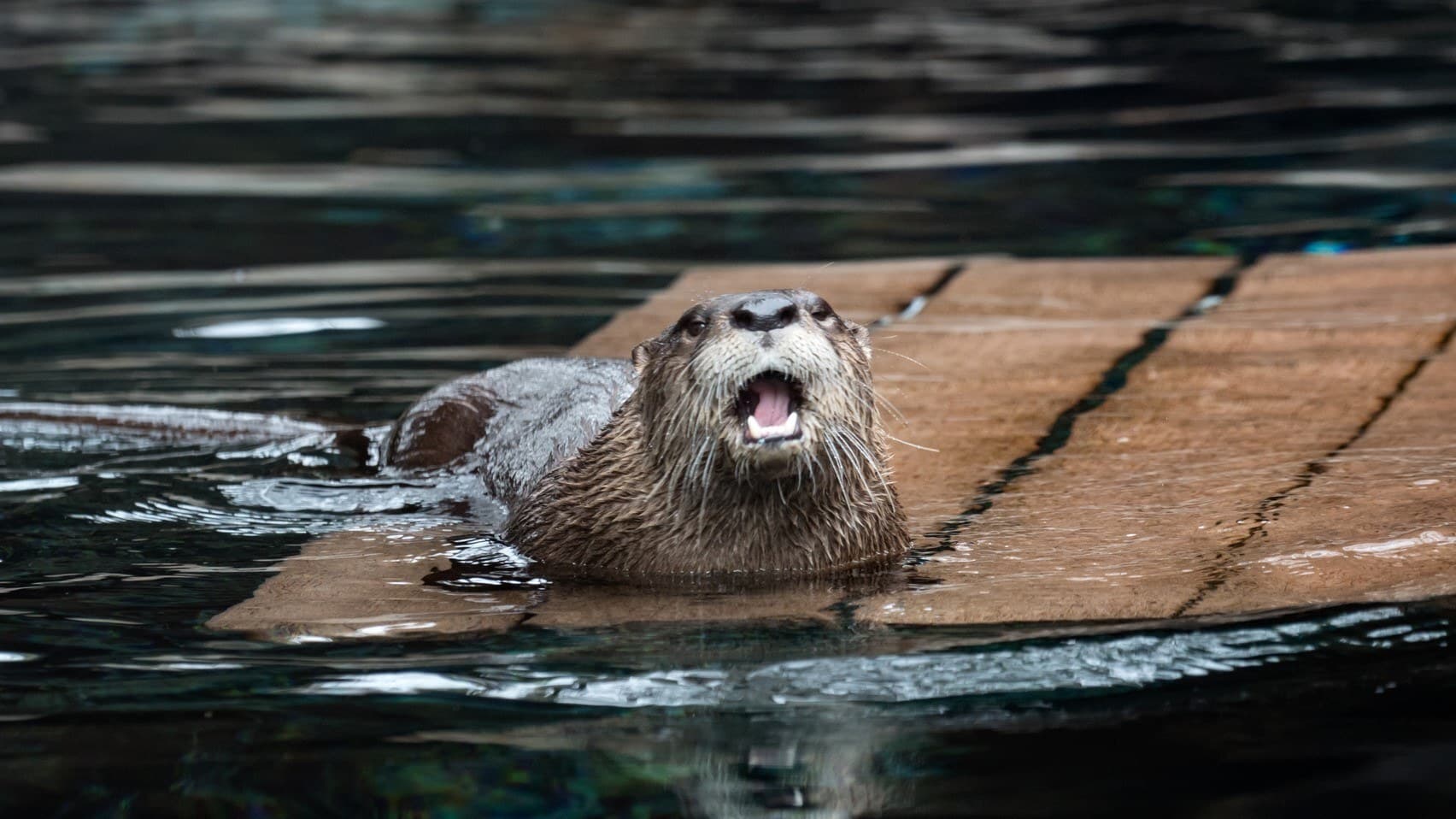 Homer the river otter sits on a dock in his exhibit