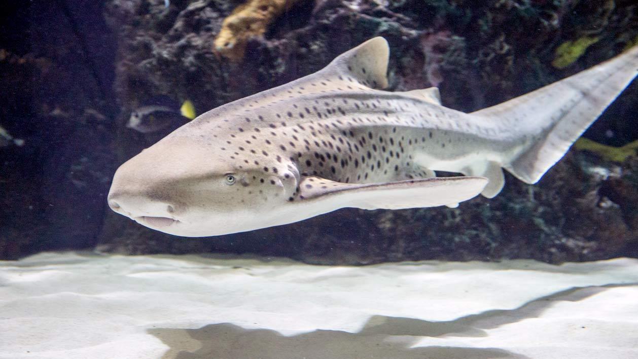 Mena the zebra shark swims by