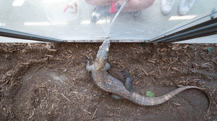 Young Komodo dragon being fed with tongs through window of habitat behind the scenes.