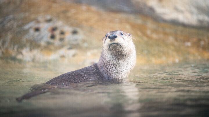 Homer the otter looks at camera while standing in water.