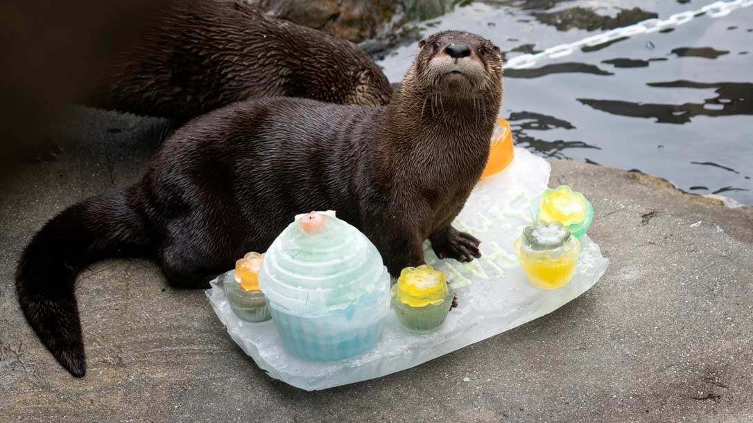 Sheldon the river otter stands on a birthday cake made of ice for him