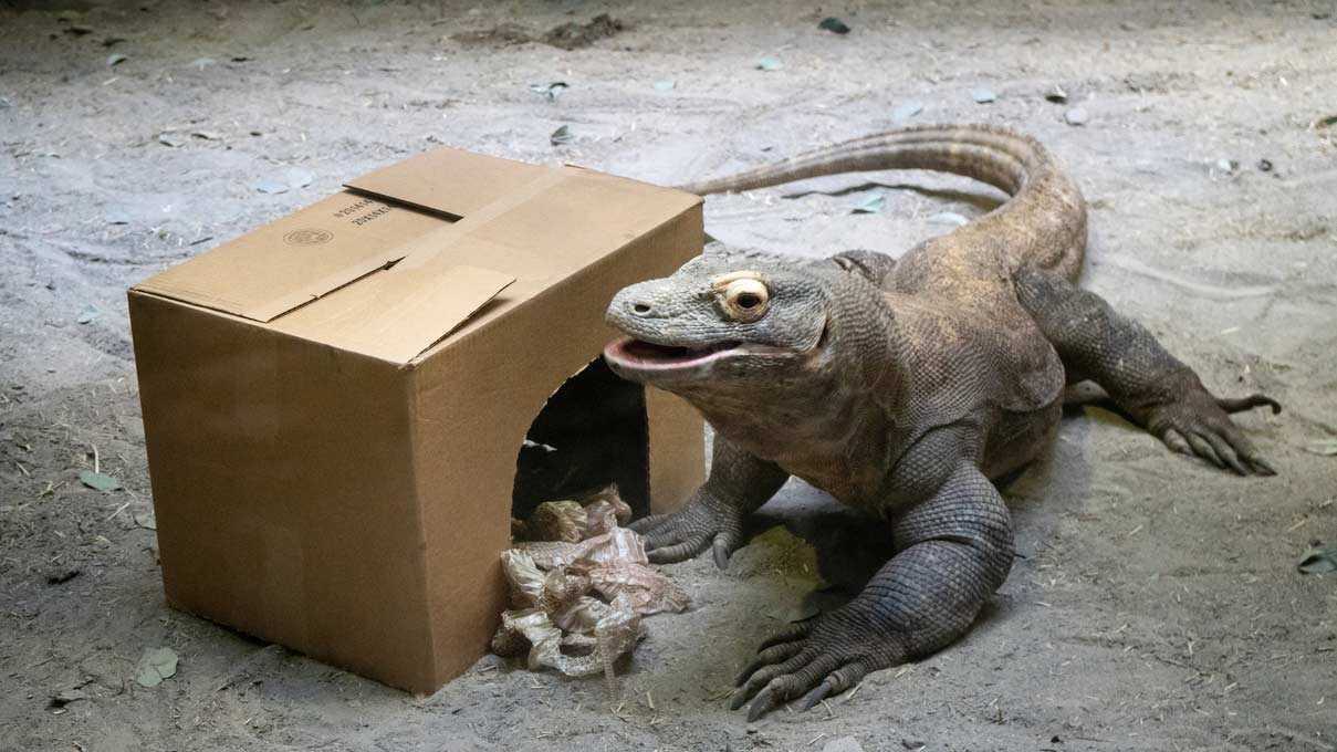 Teman the Komodo dragon eating meat from a cardboard box for enrichment