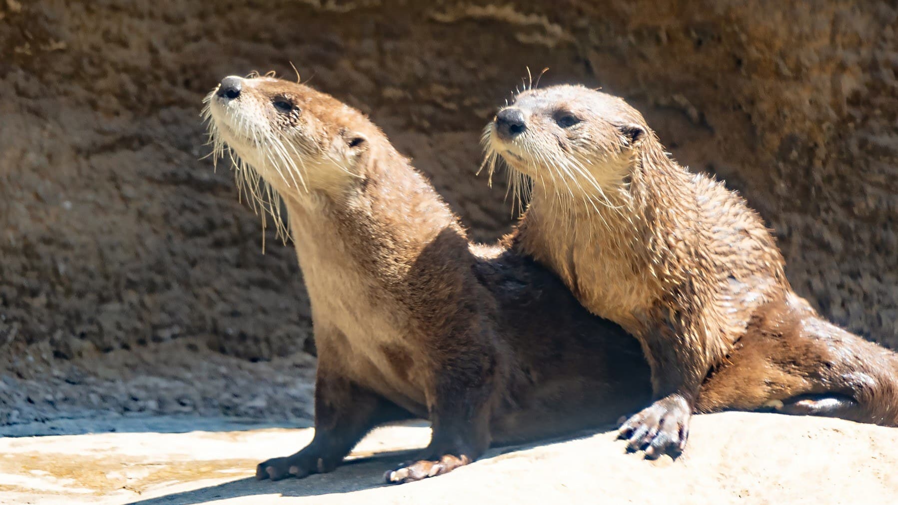 Pair of otters in exhibit