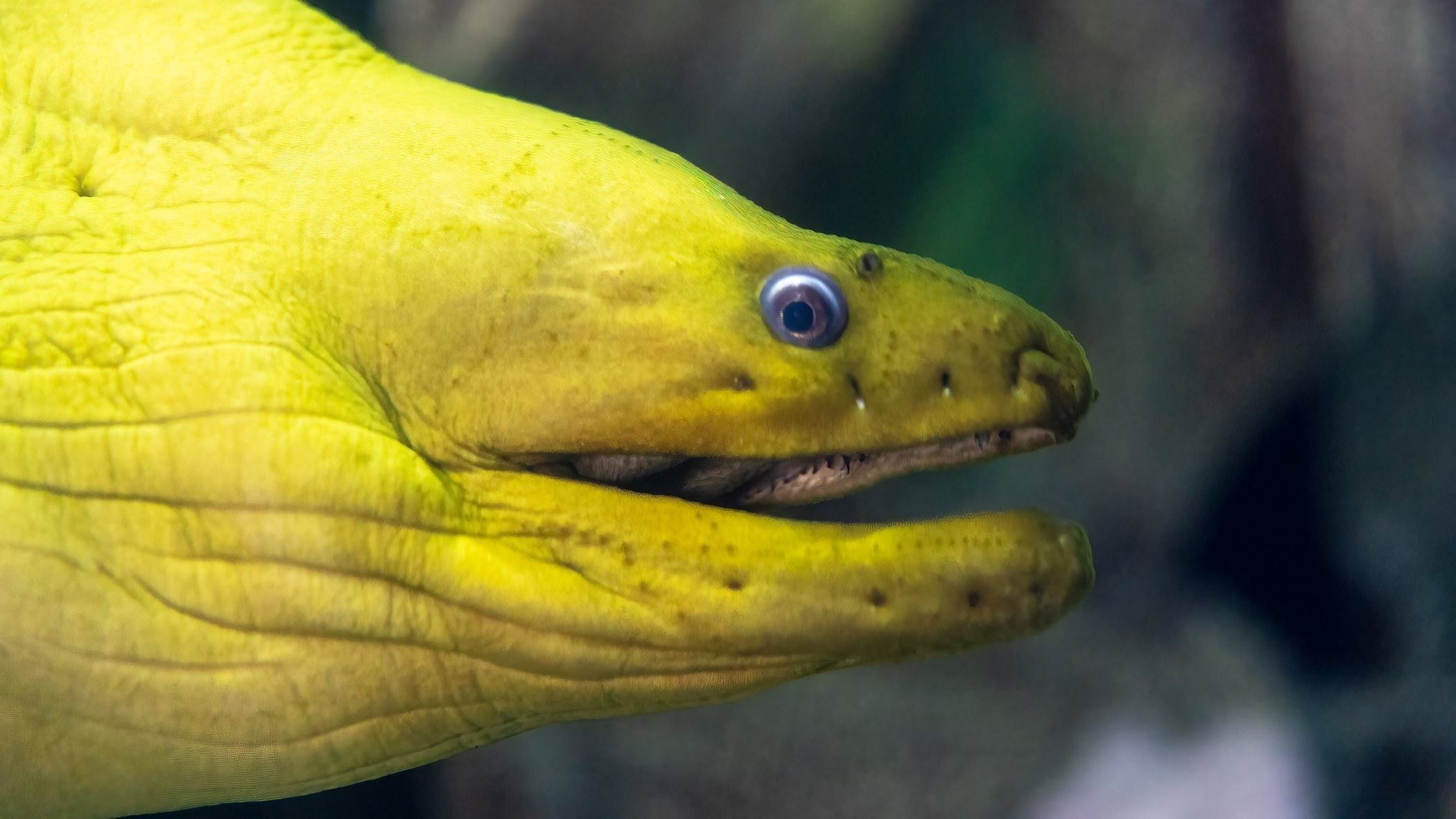 Profile photo of Pickles the green moray eel