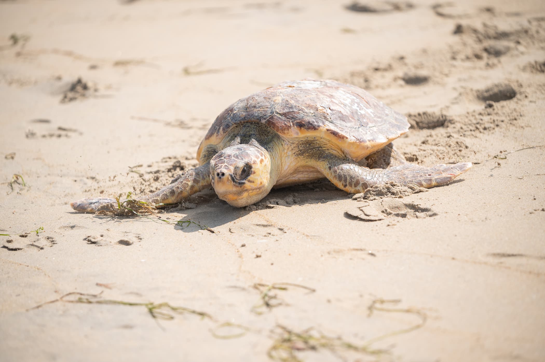 A loggerhead sea turtle scuttles across the sand towards the ocean after being released from rehabilitation at Stranding Response's rehab center