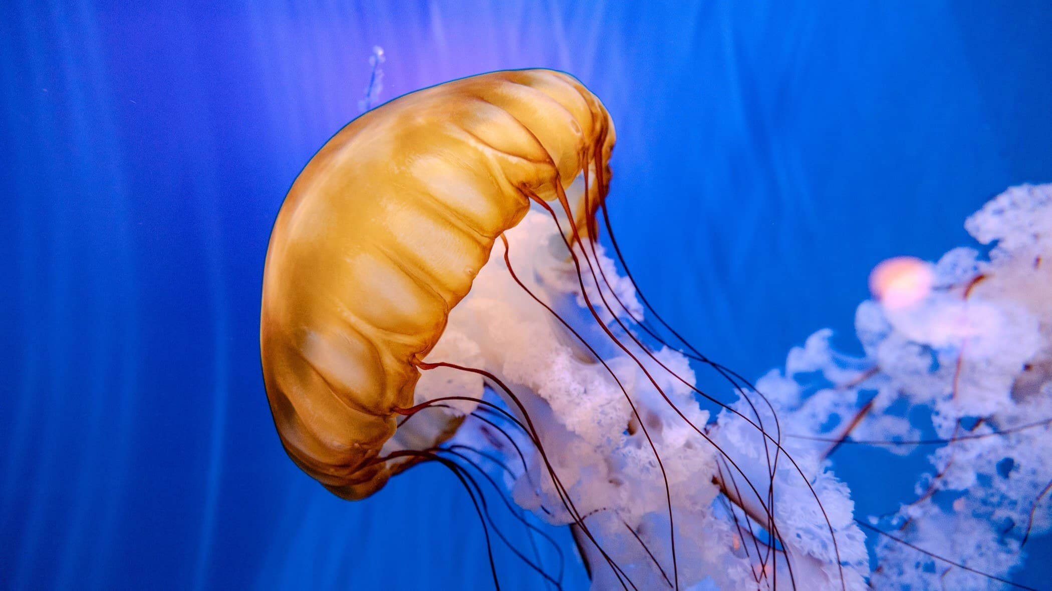 Sea nettle jelly