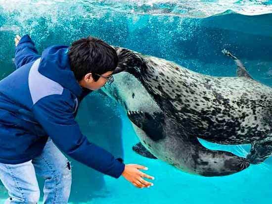 Child Playing with Seal