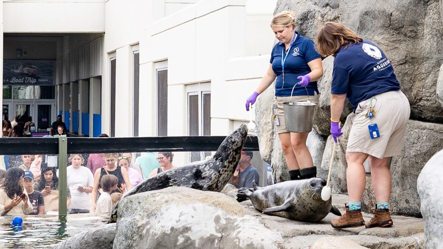 Staff feeding seals in exhibit.