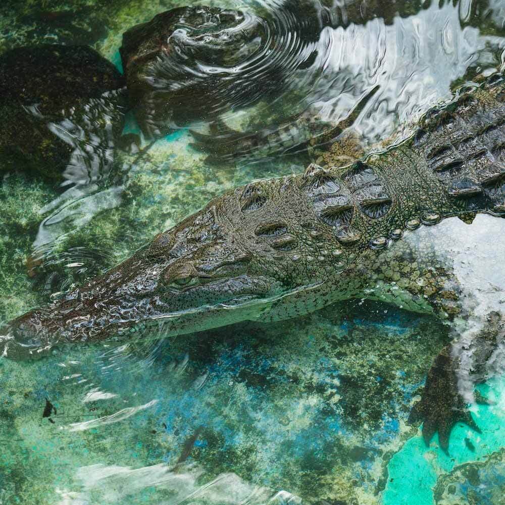 Crocodile In Shallow Water