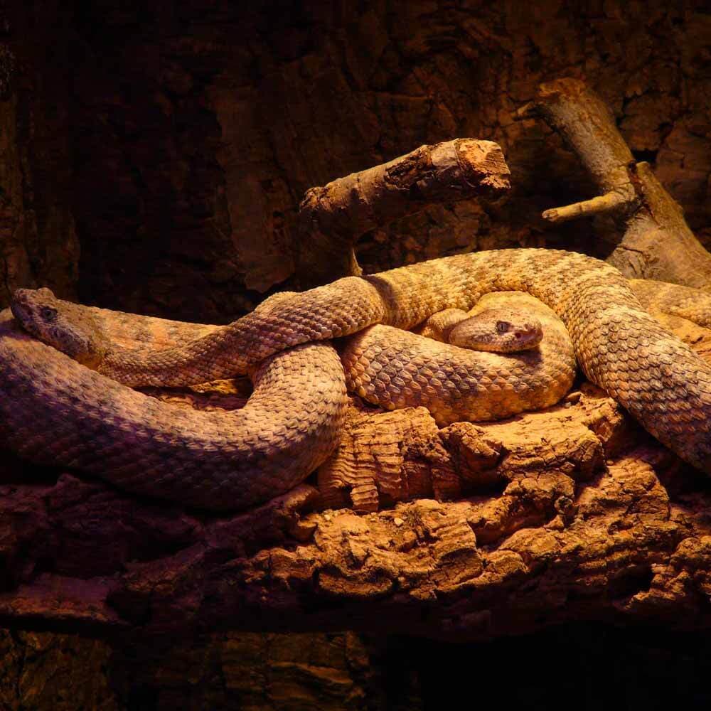 Rattlesnakes in a Coil