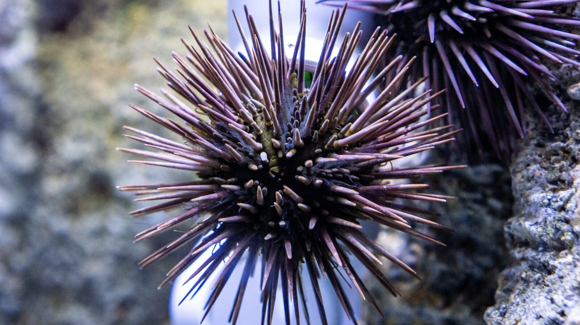 A purple urchin in its exhibit.