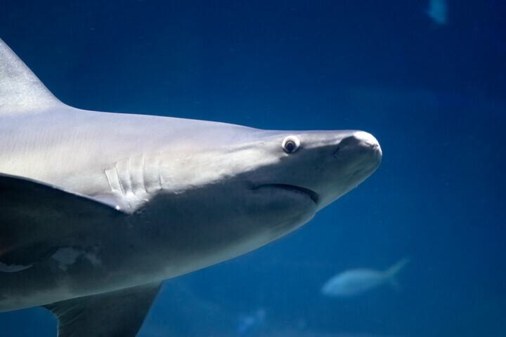 A close up of a sandbar shark's head.