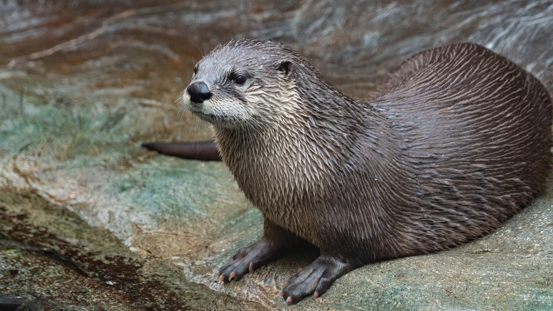 Homer the river otter gazes into the distance while sitting on rocks