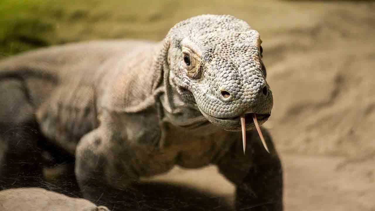 A Komodo dragon sticks its tongue out