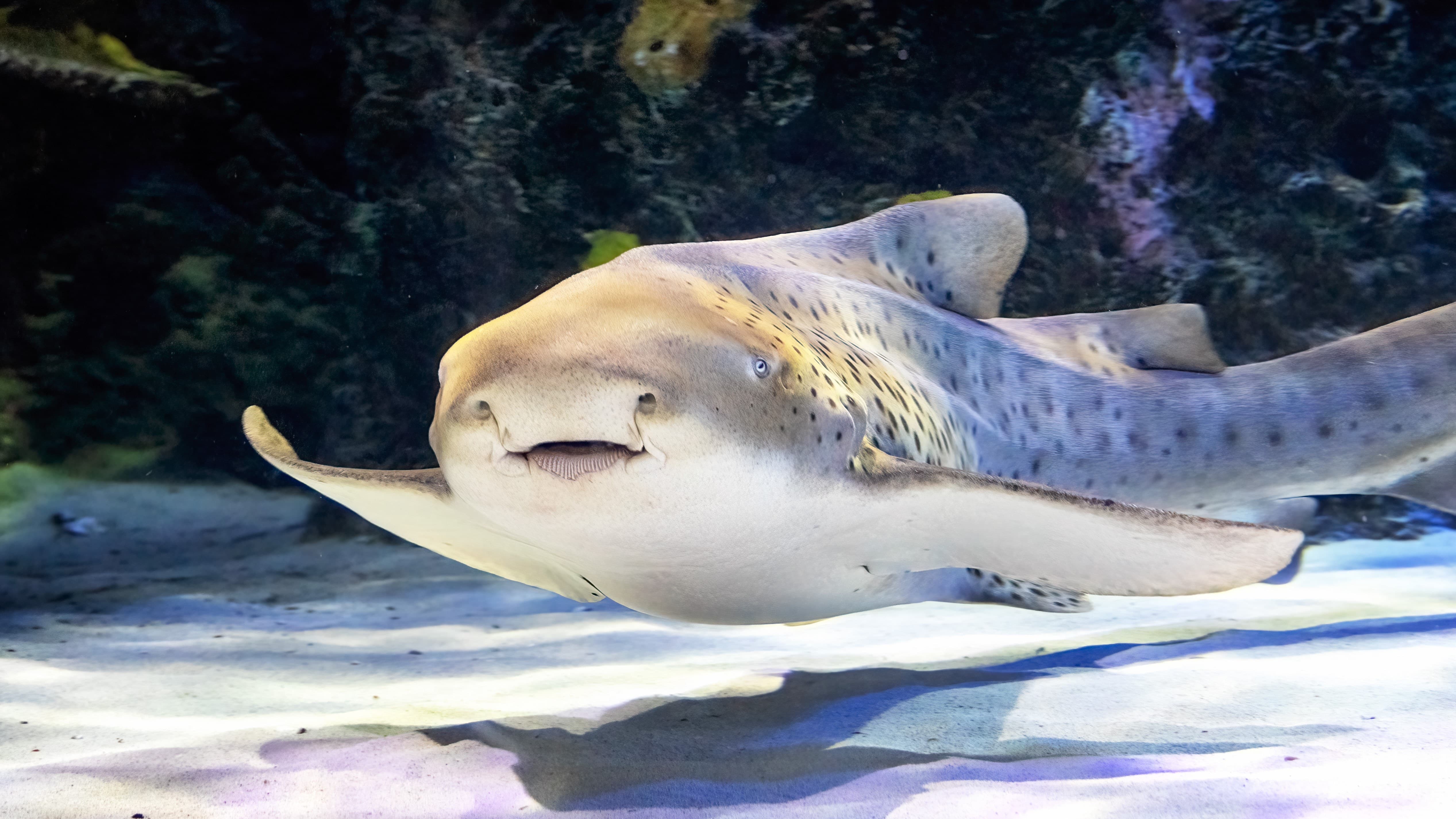 Mena the zebra shark swims close to the sand in her exhibit