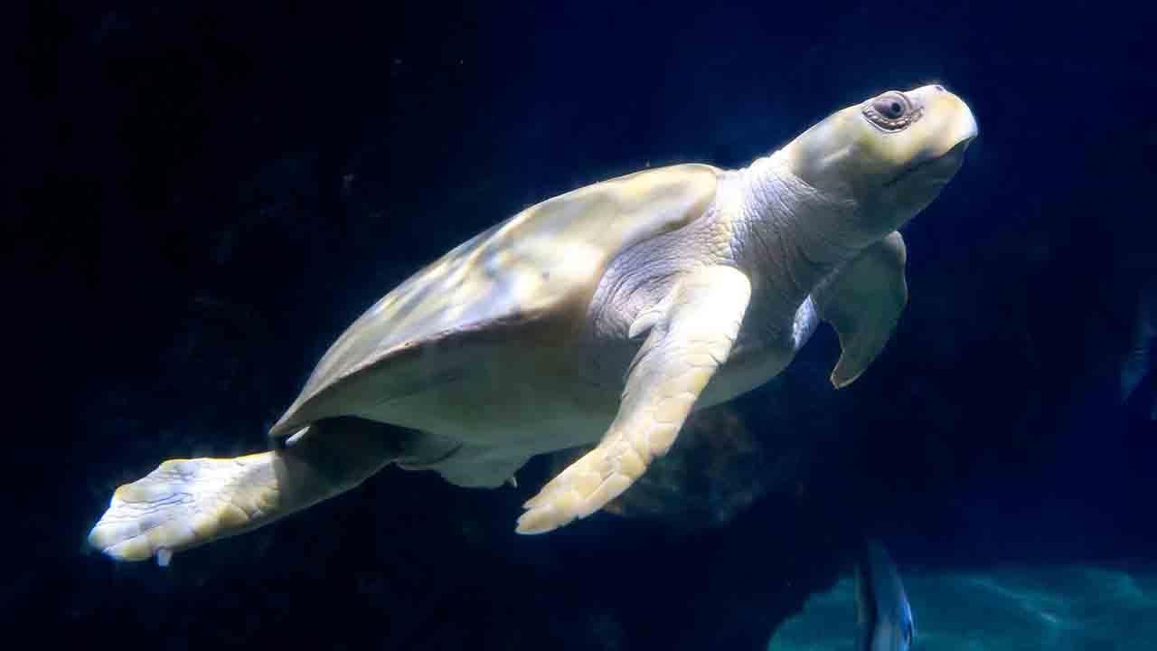Pennie the amelanistic Kemps ridley sea turtle swims