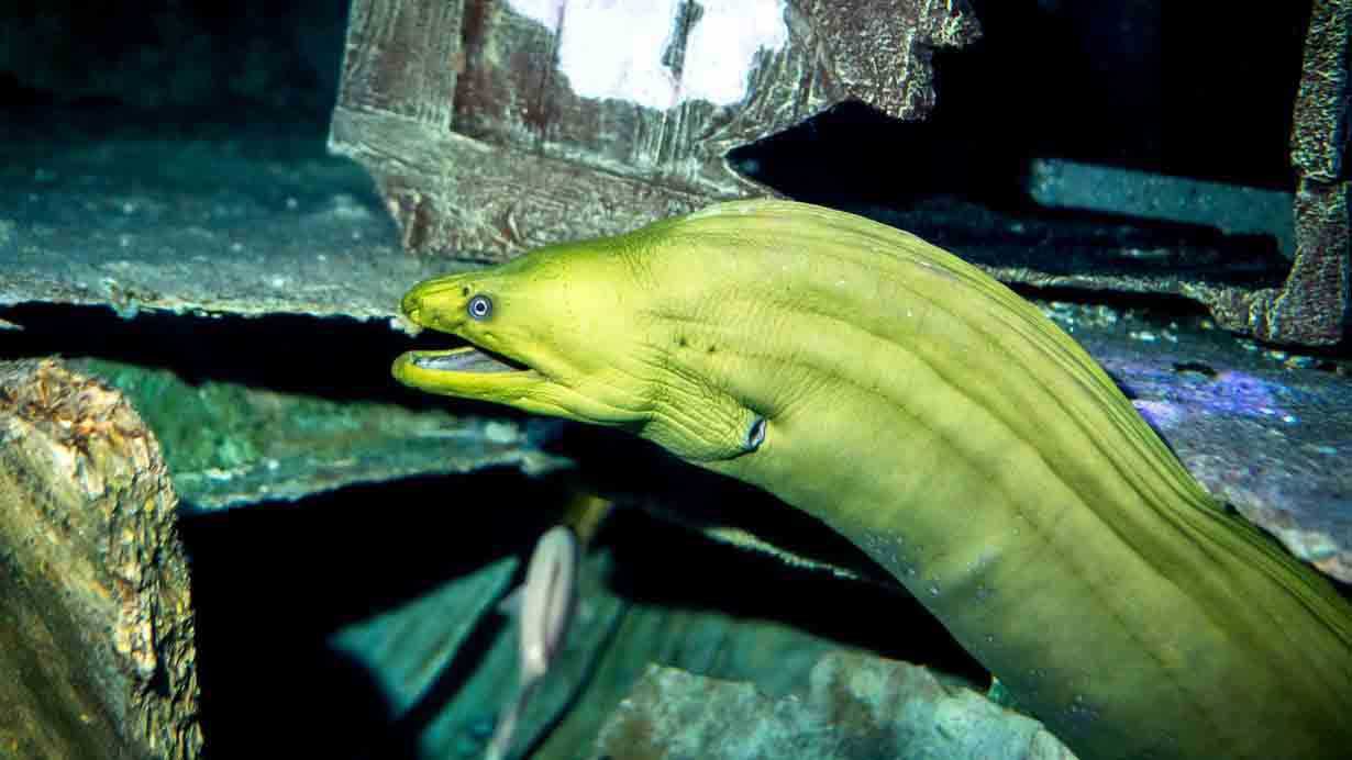 Pickles the green moray eel rests in the Shipwreck exhibit