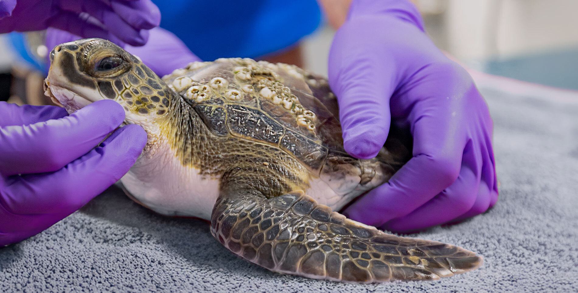 Injured sea turtle on exam table
