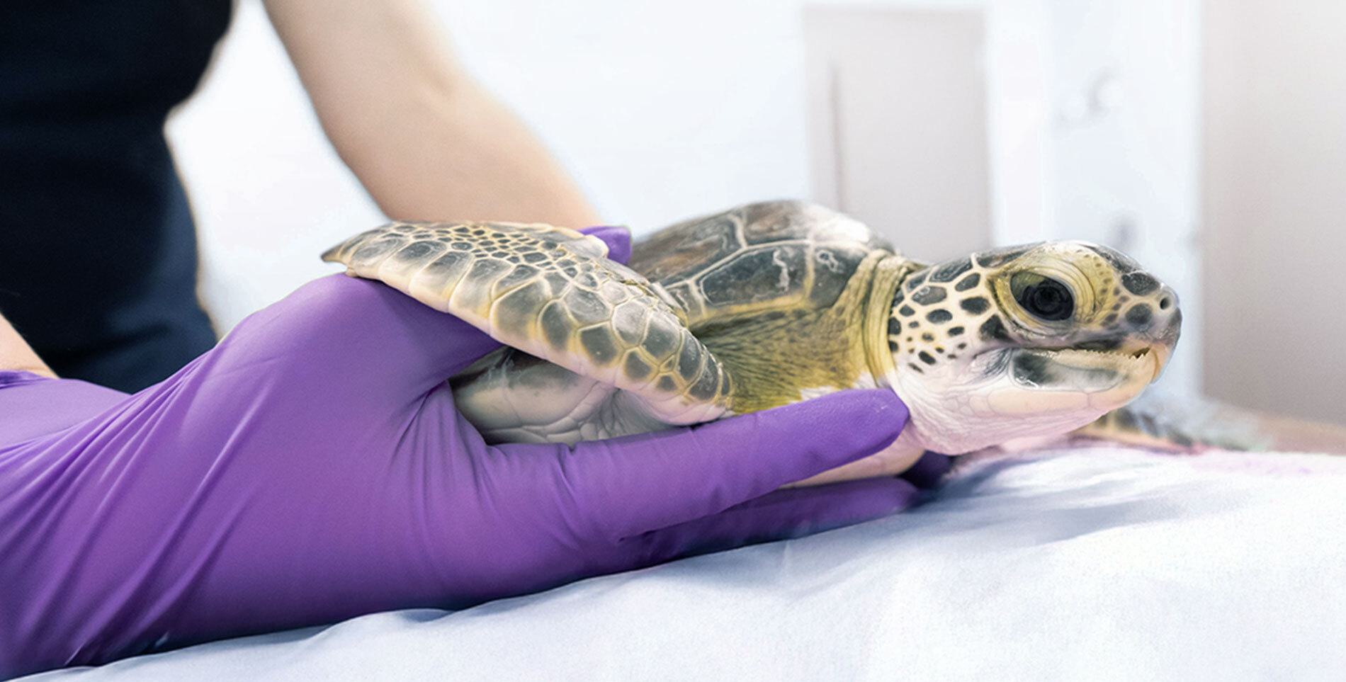 Rehabilitated sea turtle