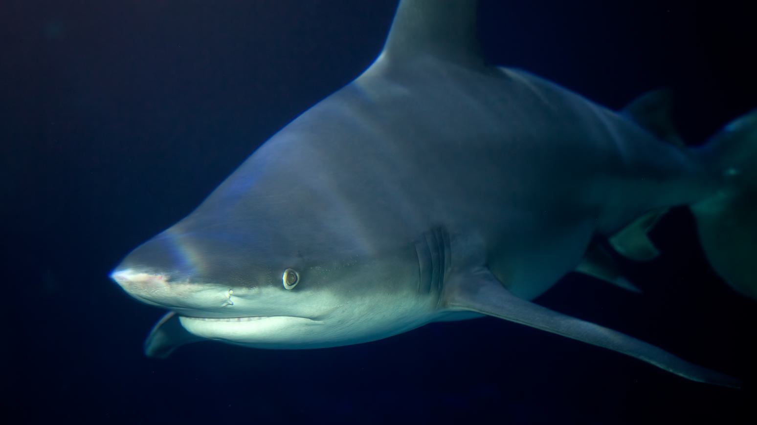 A sandbar shark swims in dark water