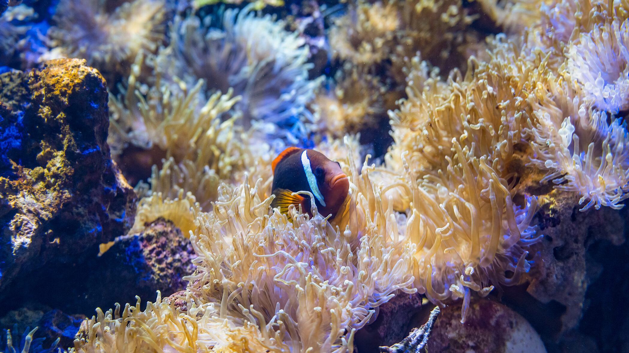 A tomato clownfish peers out from its home among corals on a reef.