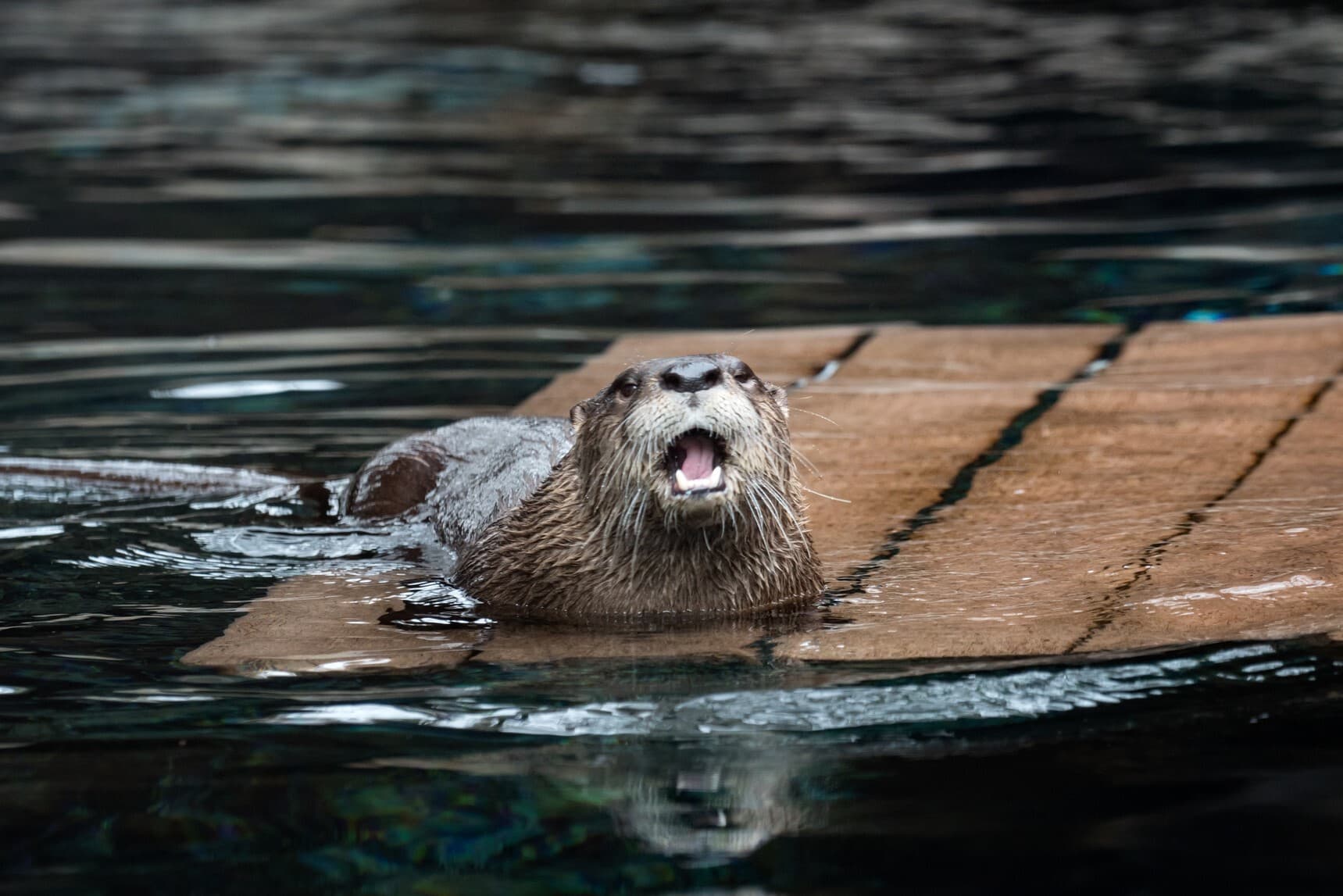 Homer the otter rests on a dock in his exhibit