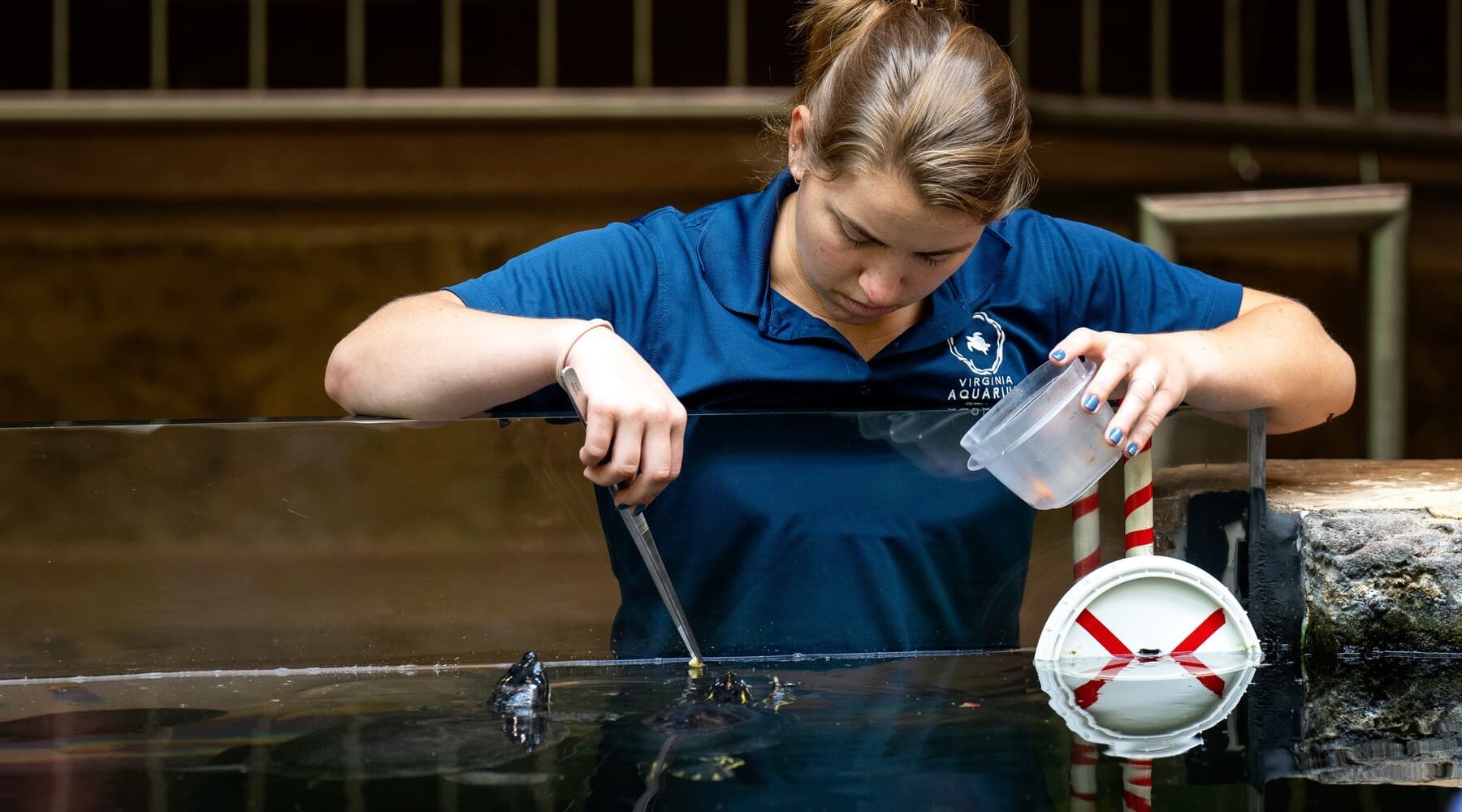 Aquarium staff member feeding terrapins