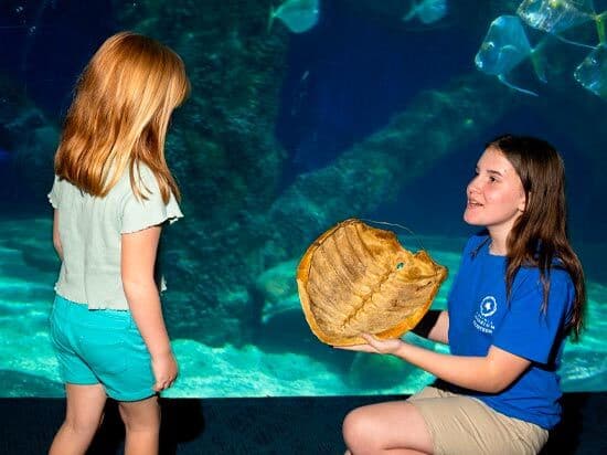 Volunteer Showing Turtle Shell to Child