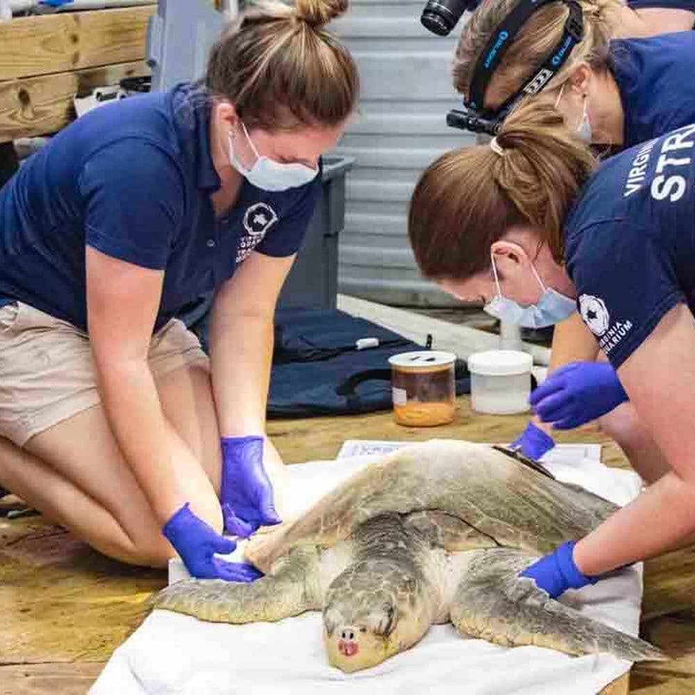 Adult Turtle Getting Examined