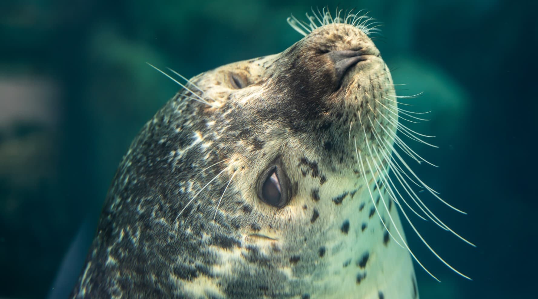 A harbor seal underwater looks back at the camera and winks.