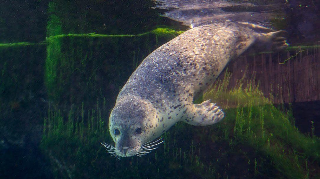 Harbor Seal swimming underwater
