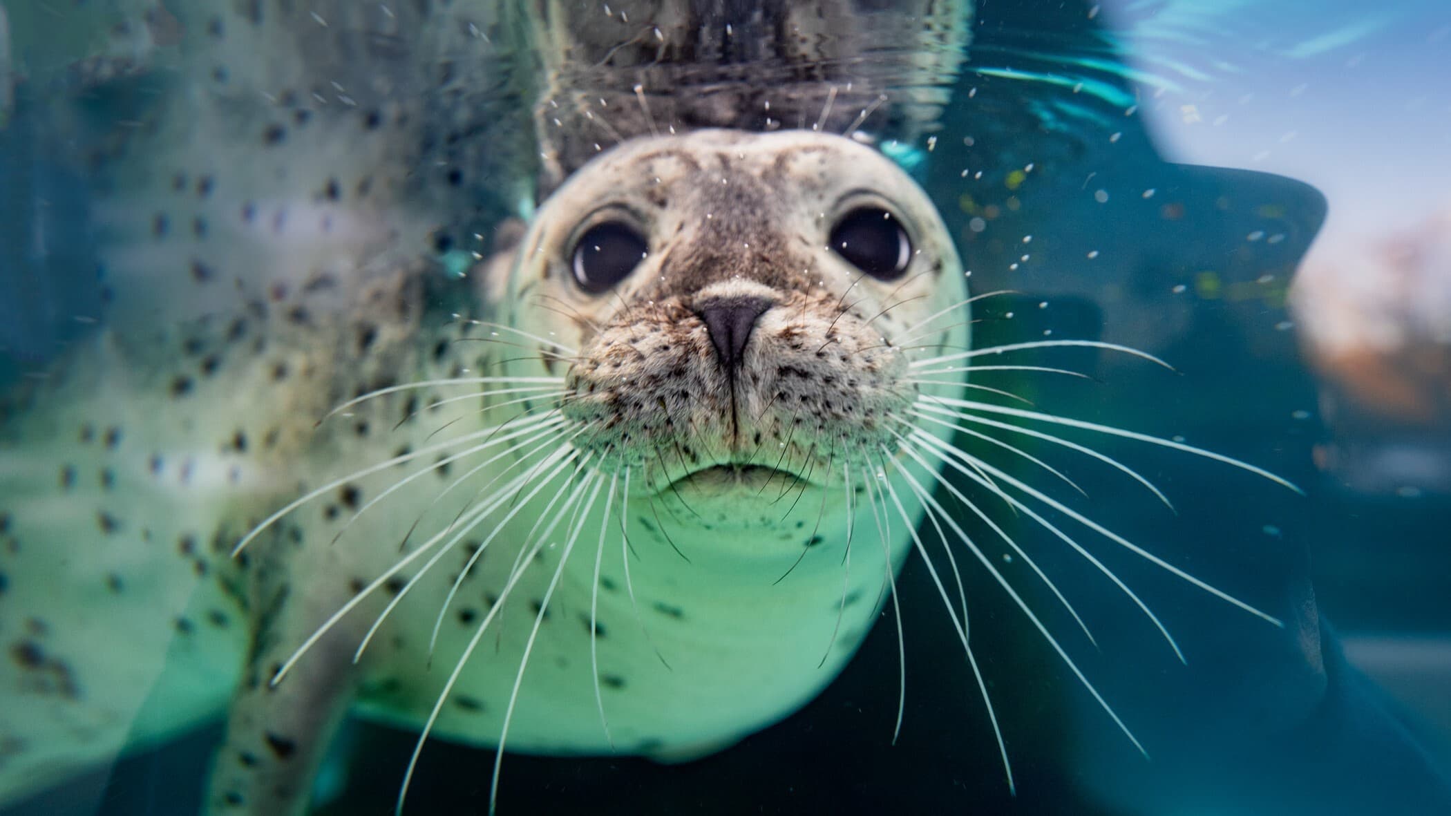 Monty the harbor seal looks at the camera from up close while swimming by underwater