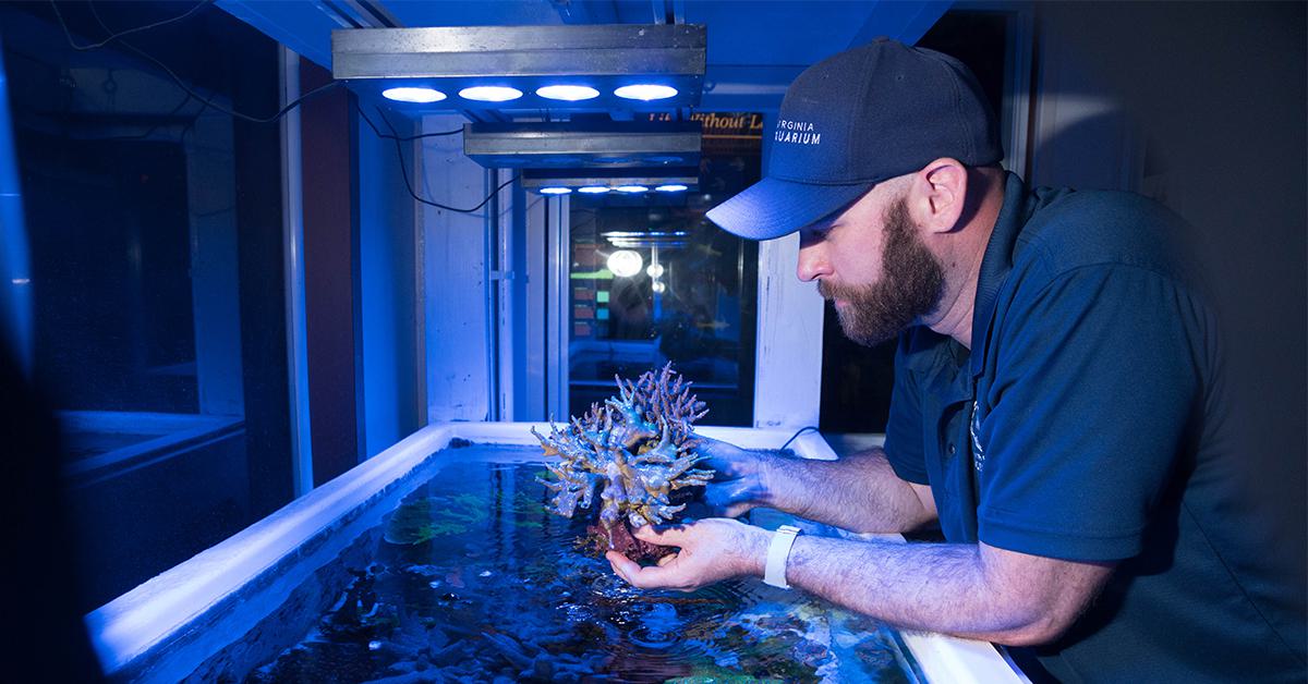 Aquarium staff observes a coral in his hands