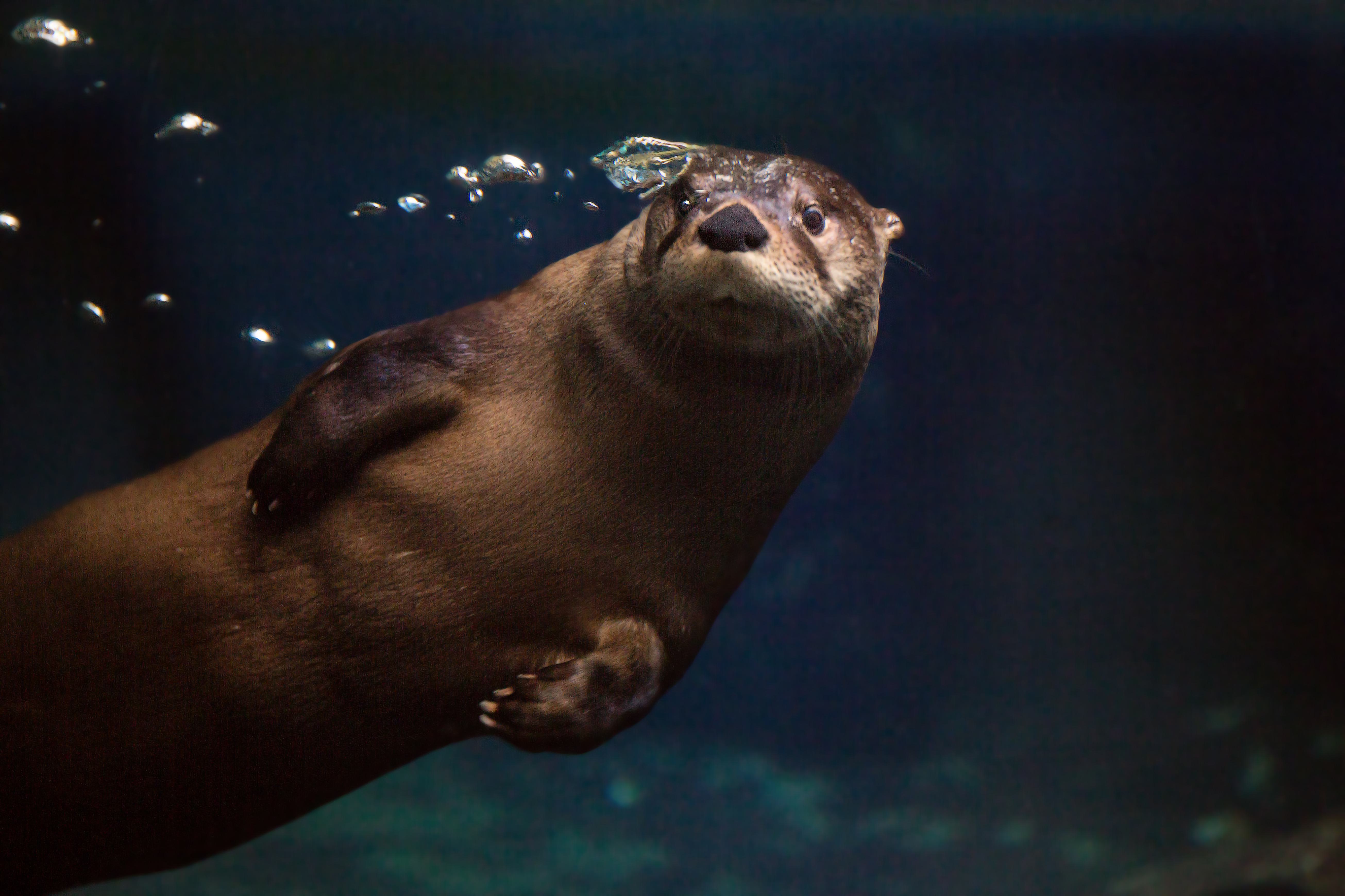 Image of a North American river otter swimming