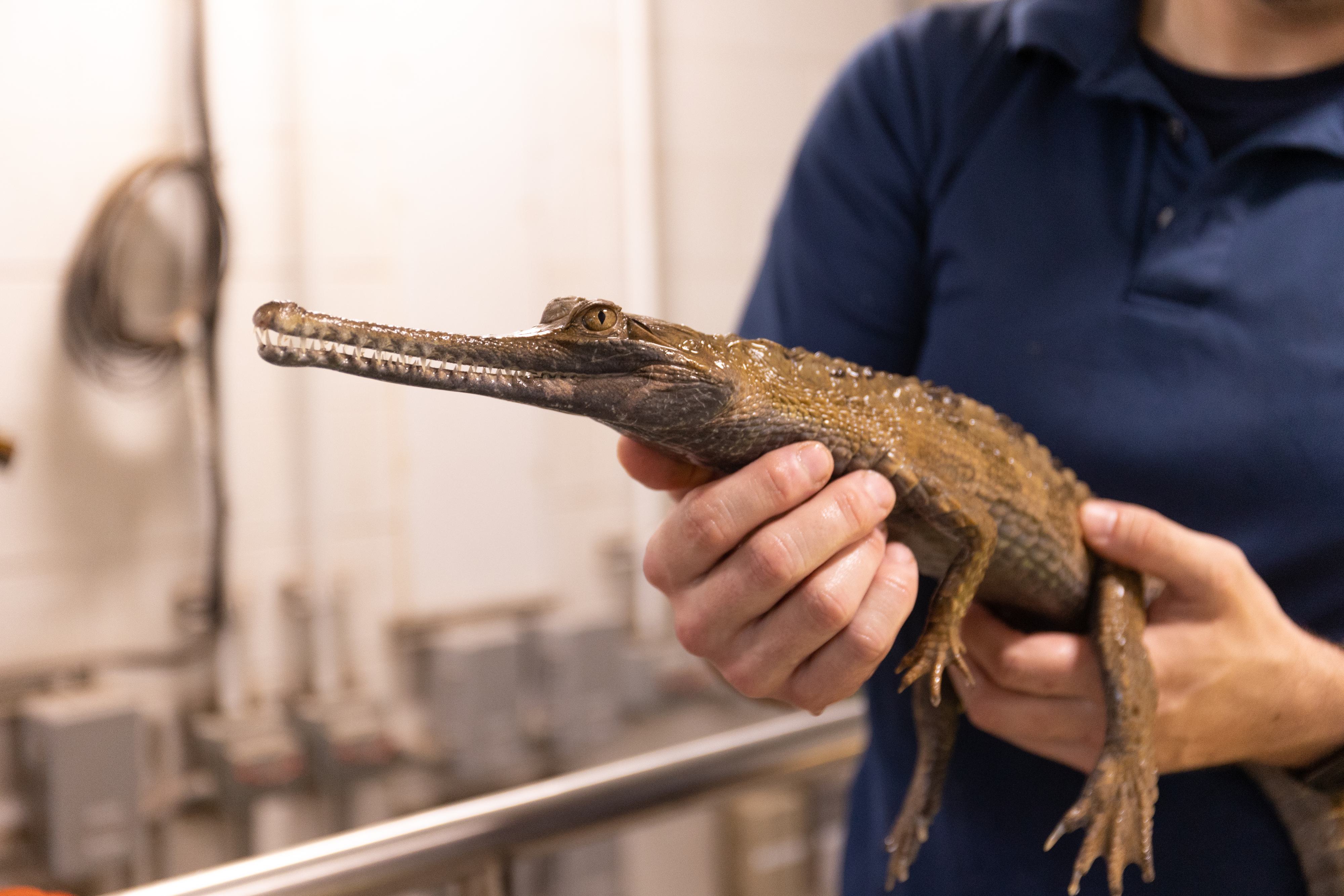 Juvenile Tomistoma Crocidile being Held by Aquarium Staff