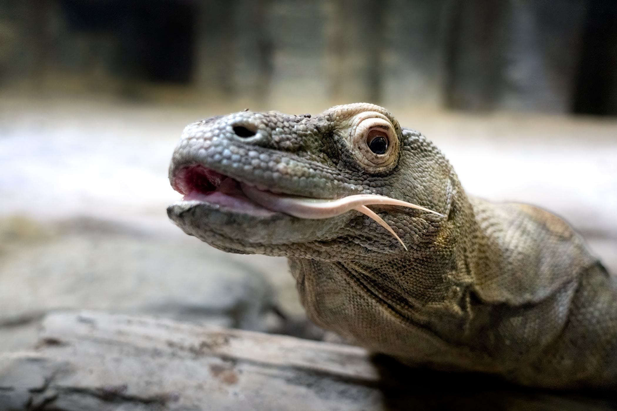 Komodo Dragon Lips His Lips with Eyes Wide Open