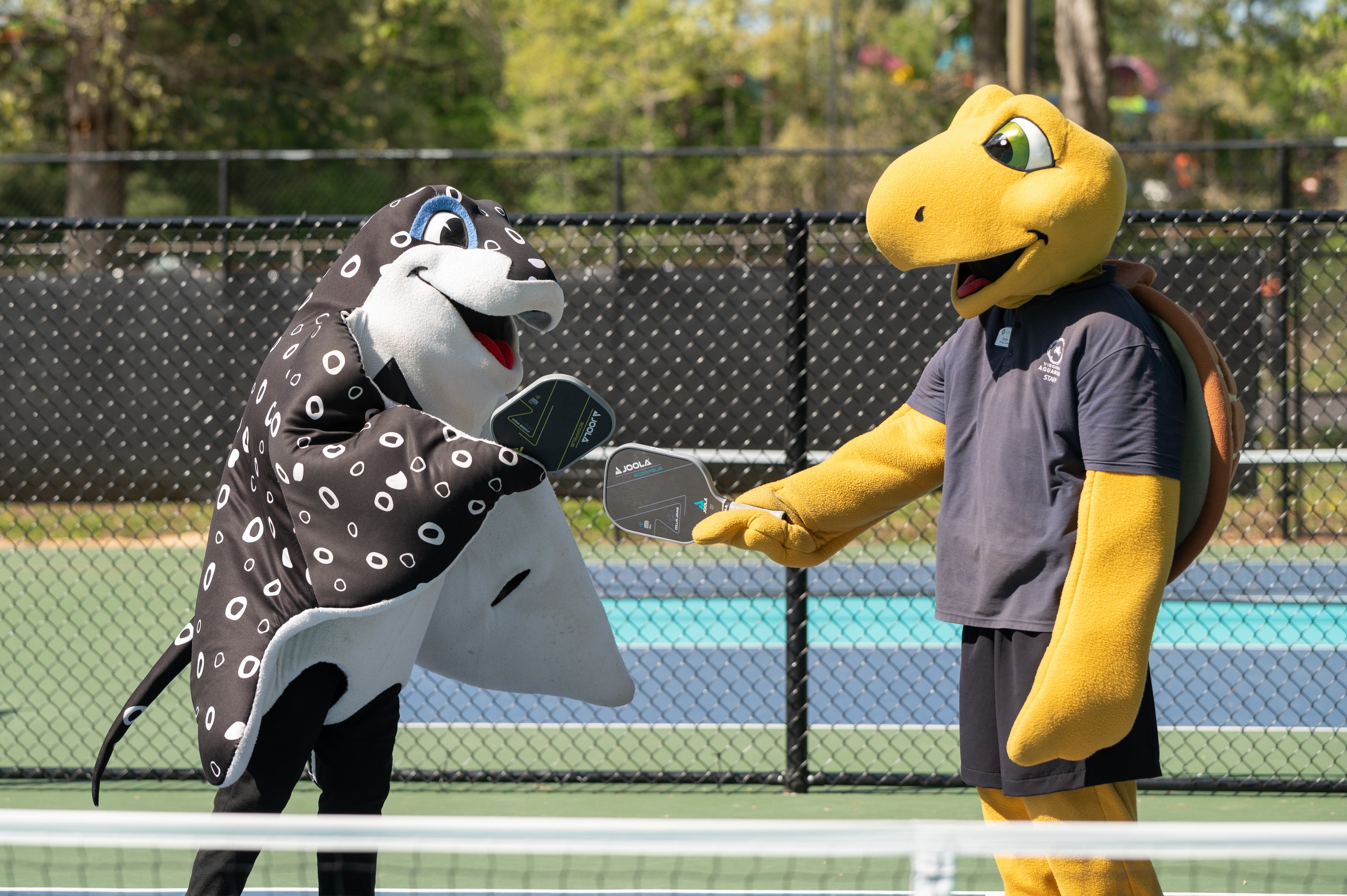 Mascots Sandy the sea turtle and speckles the spotted eagle ray bump paddles after a point
