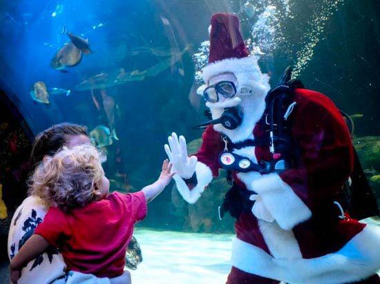 Santa Swimming in the Aquarium