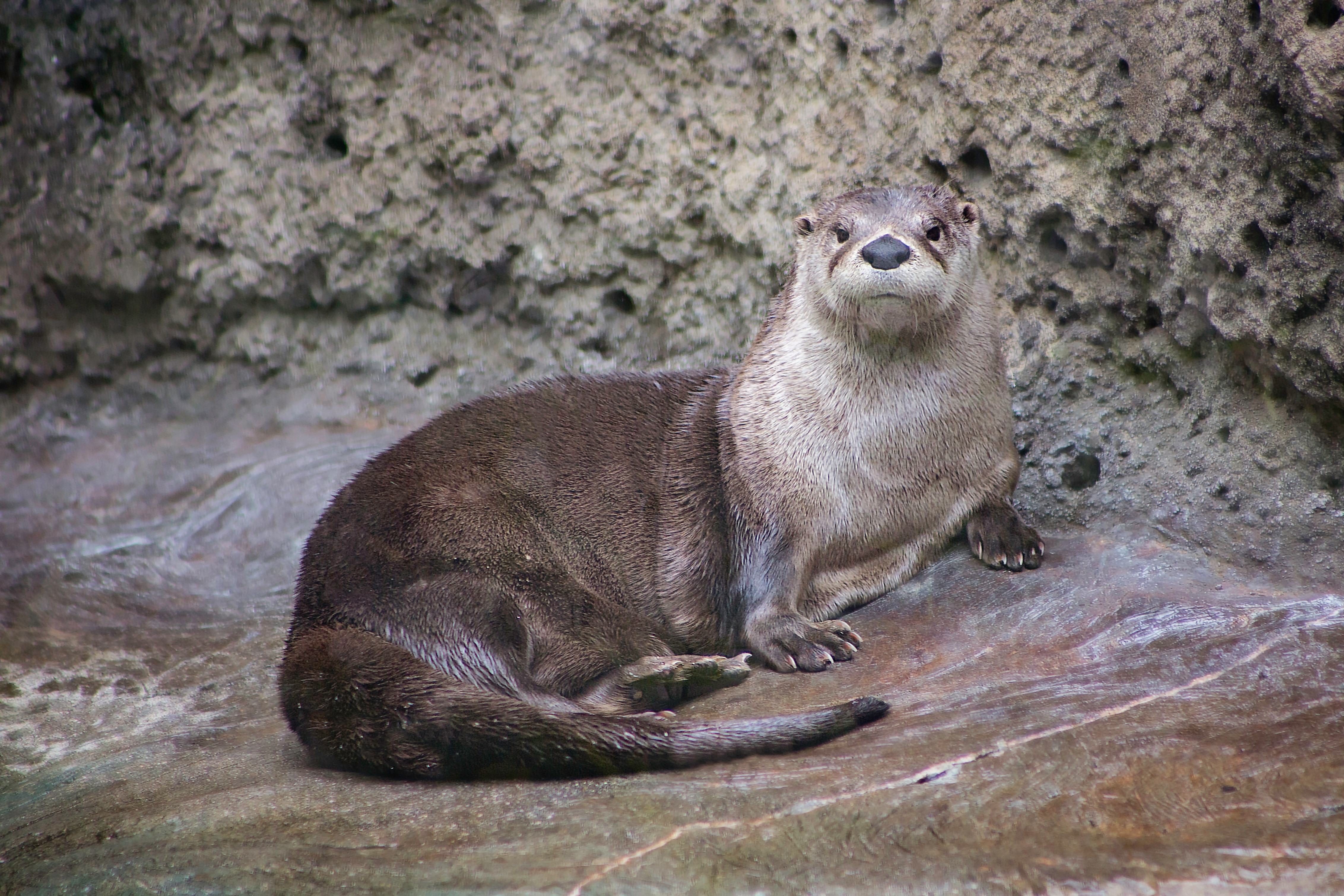 Tippy the Otter lays on a rock