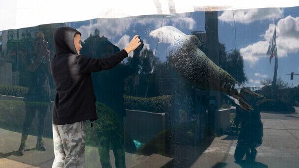 A child greets Monty the juvenile harbor seal through the seal exhibit window.