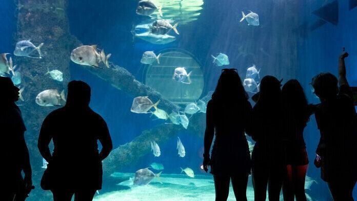 A group of guests stands silhouetted against the window of the Light Tower Aquarium.